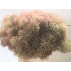Cotinus Cog Gr Fountain