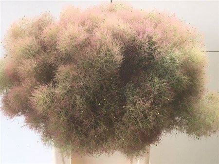 <h4>Cotinus Cog Gr Fountain</h4>