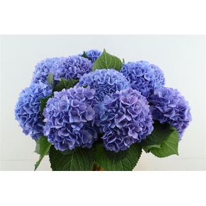 Hydr M H Moorhof Blue 70-19