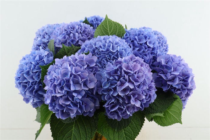<h4>Hydr M H Moorhof Blue 70-19</h4>