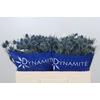 Eryngium Blue Dynamite