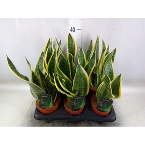 Sansevieria trifa. 'Futura Superba'