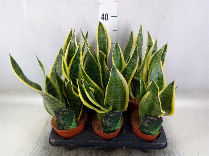 <h4>Sansevieria trifa. 'Futura Superba'</h4>