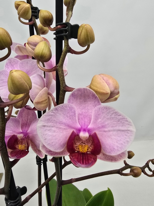 <h4>Limited 55 week 10</h4>