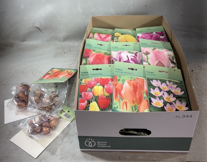 <h4>BLOEMBOL TULIPA</h4>