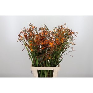 Crocosmia Grbl Lucifer