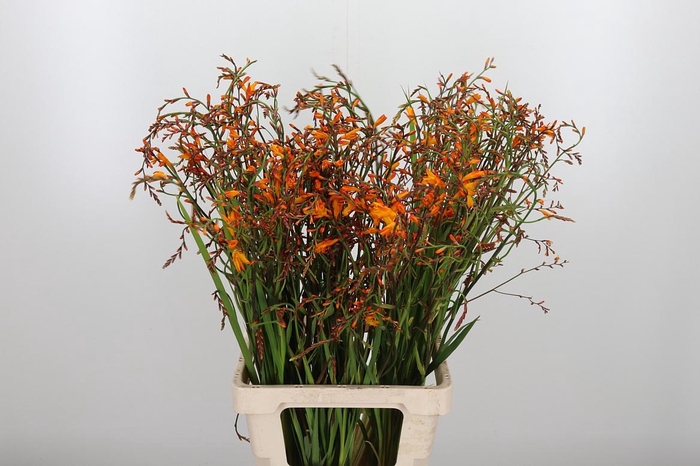 <h4>Crocosmia Grbl Lucifer</h4>