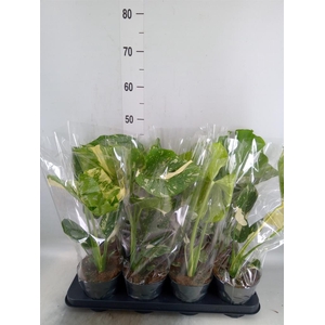 Monstera delic. 'Thai Constellatio'