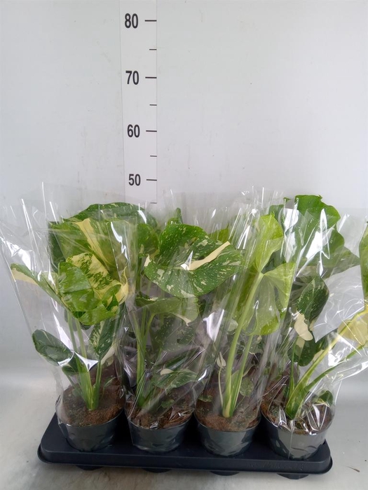 <h4>Monstera delic. 'Thai Constellatio'</h4>