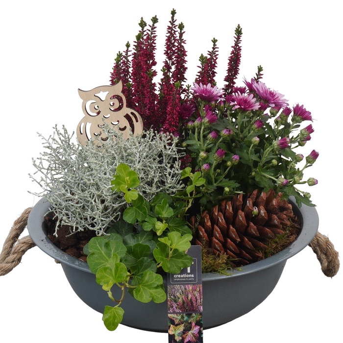 <h4>Arr.   Tuinplanten L%</h4>