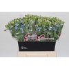 Oxypetalum Tweedia Blue