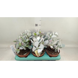 Cotyledon undulata