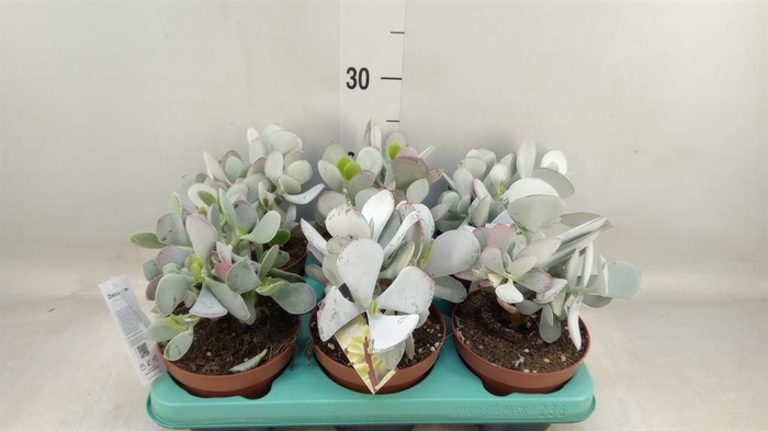 <h4>Cotyledon undulata</h4>