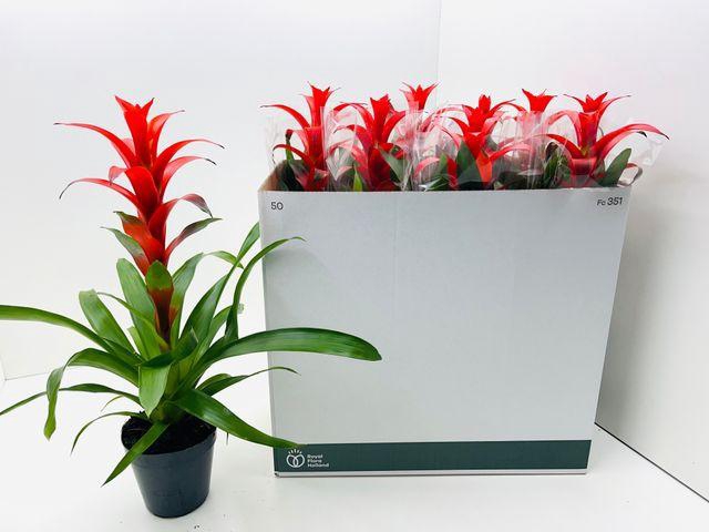 <h4>GUZM ALLURA P15</h4>