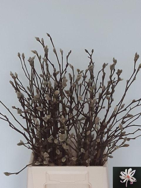 <h4>Magnolia Ov</h4>