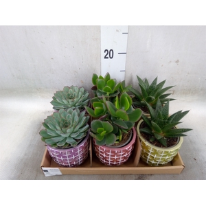 Succulents   ...