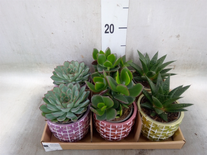 <h4>Succulents   ...</h4>