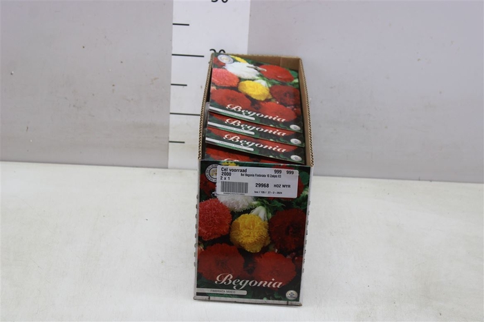 Bol Begonia Fimbriata 10 Zakjes X3