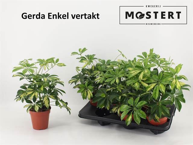 <h4>Schefflera arbor. 'Gerda'</h4>