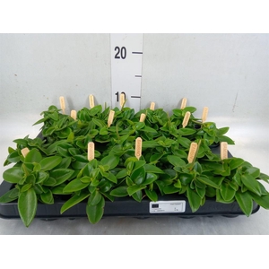 Peperomia pros. 'Pixie'