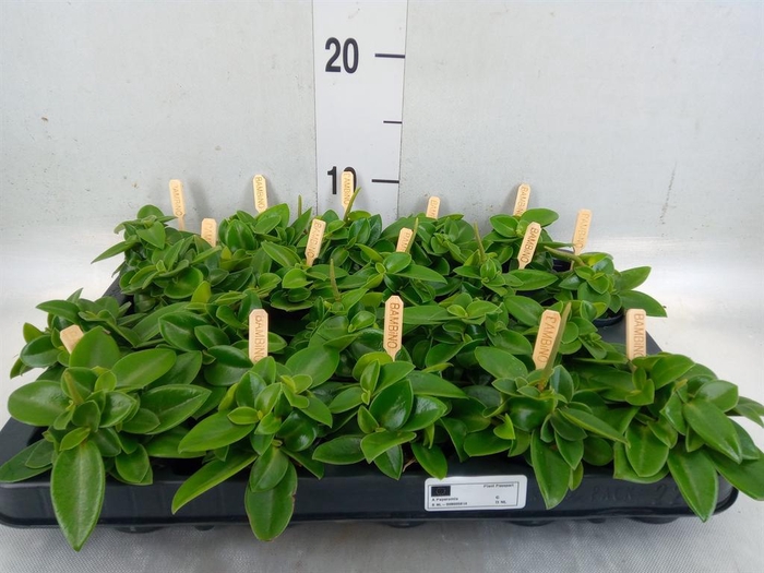 <h4>Peperomia pros. 'Pixie'</h4>