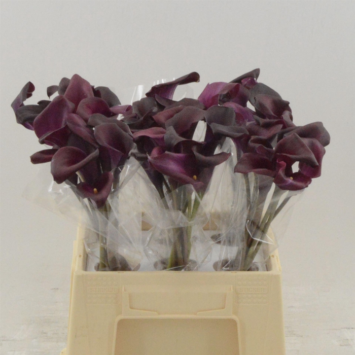 <h4>Calla Sumatra</h4>