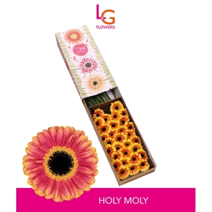 Germini Holy Moly Doos