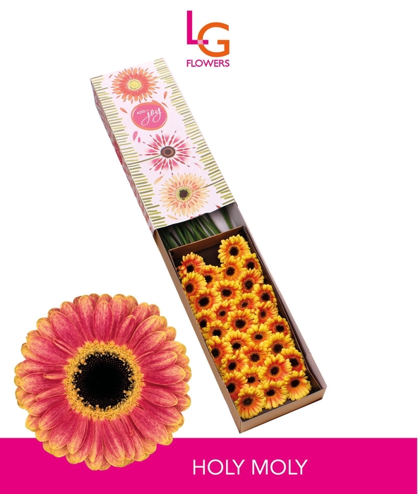 <h4>Germini Holy Moly Doos</h4>