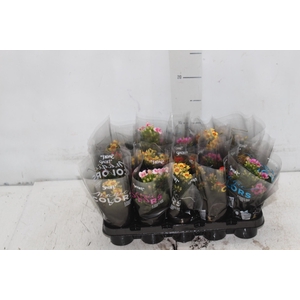 KALANCHOE P06 BICOLOR
