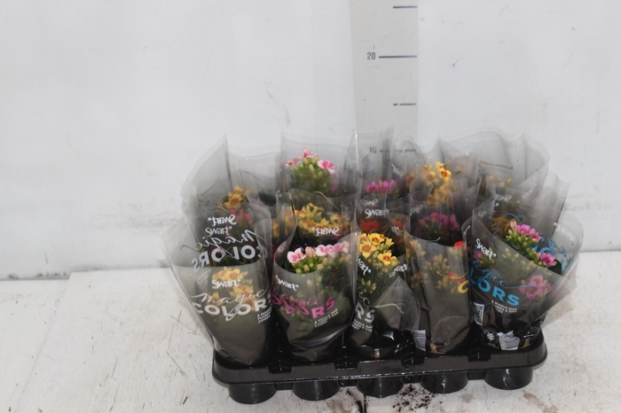 <h4>KALANCHOE P06 BICOLOR</h4>