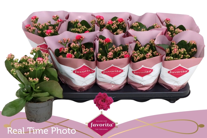 <h4>Kal Ge Perfecta Pink</h4>