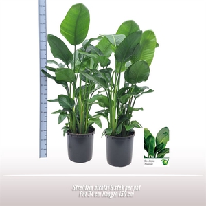 Strelitzia nicolai 9 per pot