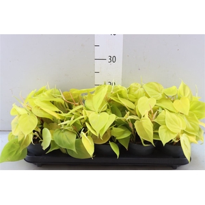 Philodendron Lime