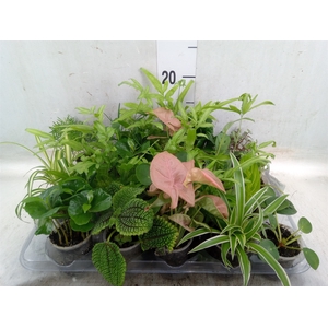 Planten Groen   ...mix  8