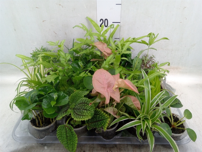 <h4>Planten Groen   ...mix  8</h4>
