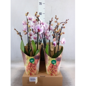 Phalaenopsis  'Ant Denver'