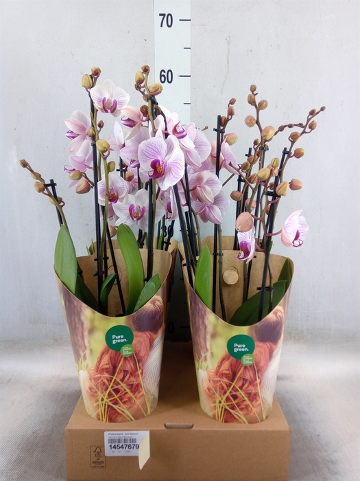 <h4>Phalaenopsis  'Ant Denver'</h4>