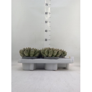 Echeveria   ...not flowering