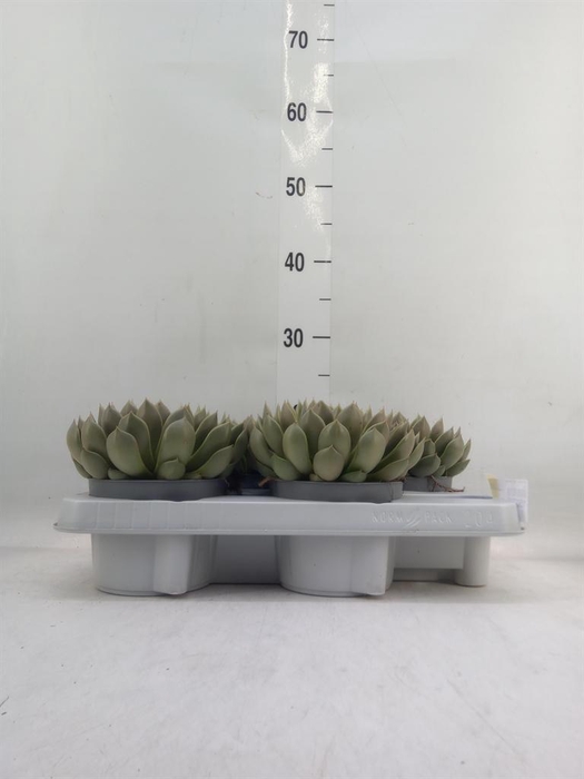 <h4>Echeveria   ...not flowering</h4>