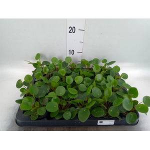 Pilea peperomioides