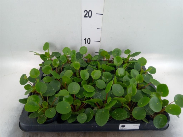 <h4>Pilea peperomioides</h4>