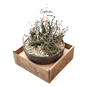 EUPHORBIA GLOBOSA - TERRACOTTA BOWL Ø 15 IN CARDBOARD BOX 15X15 CM (SUCCULENTEN)