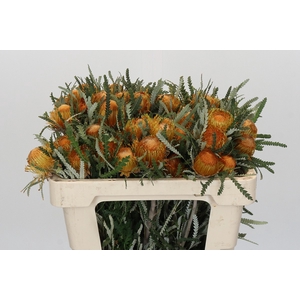 Banksia Dryandra