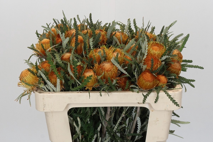 <h4>Banksia Dryandra</h4>