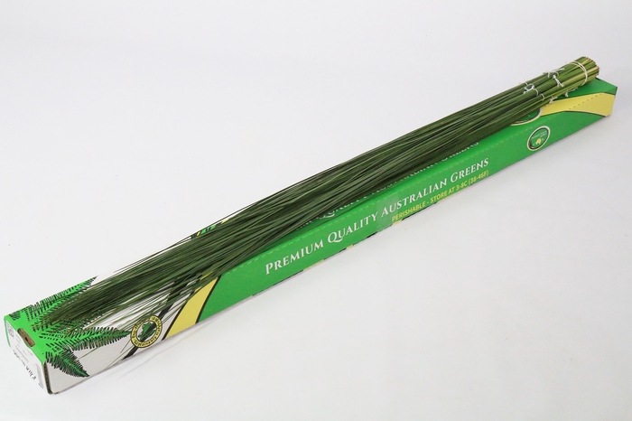 <h4>Leaf steelgrass (Xanthorrhoea)</h4>