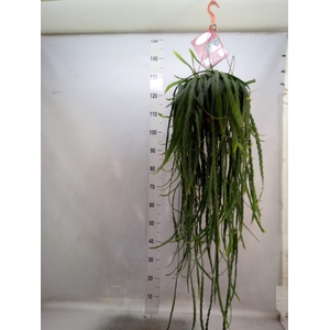 Rhipsalis   ...