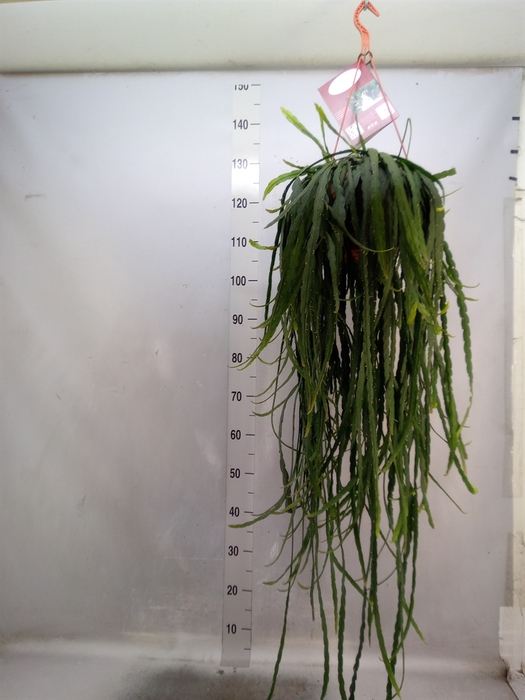 Rhipsalis   ...