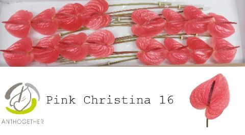<h4>Anth A Pink Christina 11 cm X16 Spek Flowers</h4>