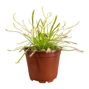 DROSERA