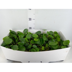 Pilea peperomioides